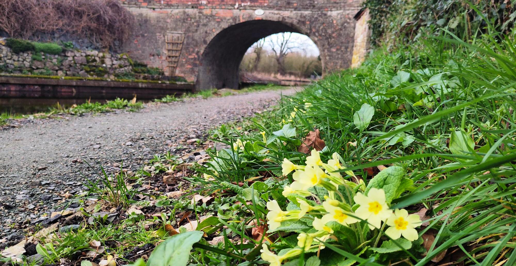 Primrose in the environment on the Montgomery Canal